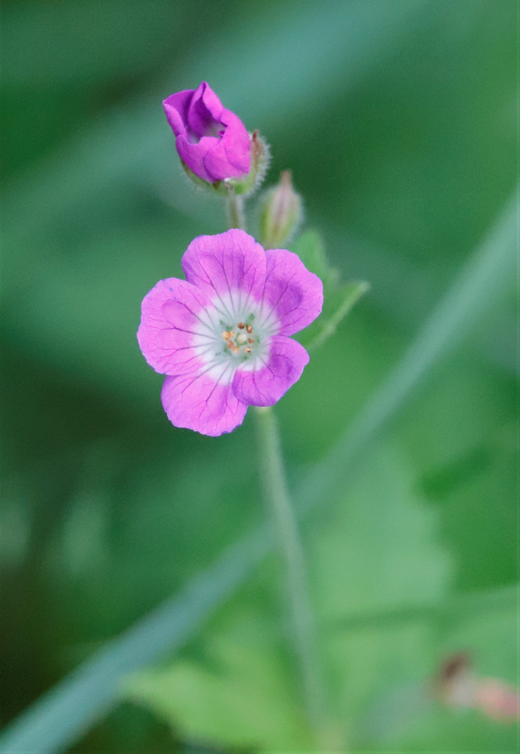 flowers in nature