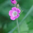 flowers in nature