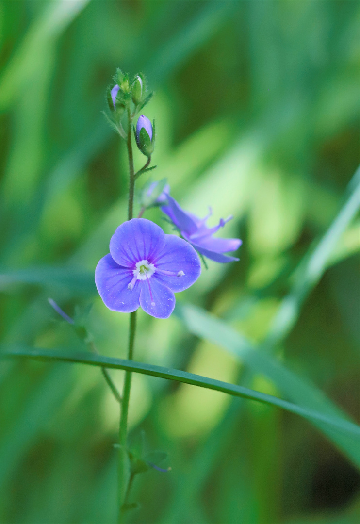 flowers in nature