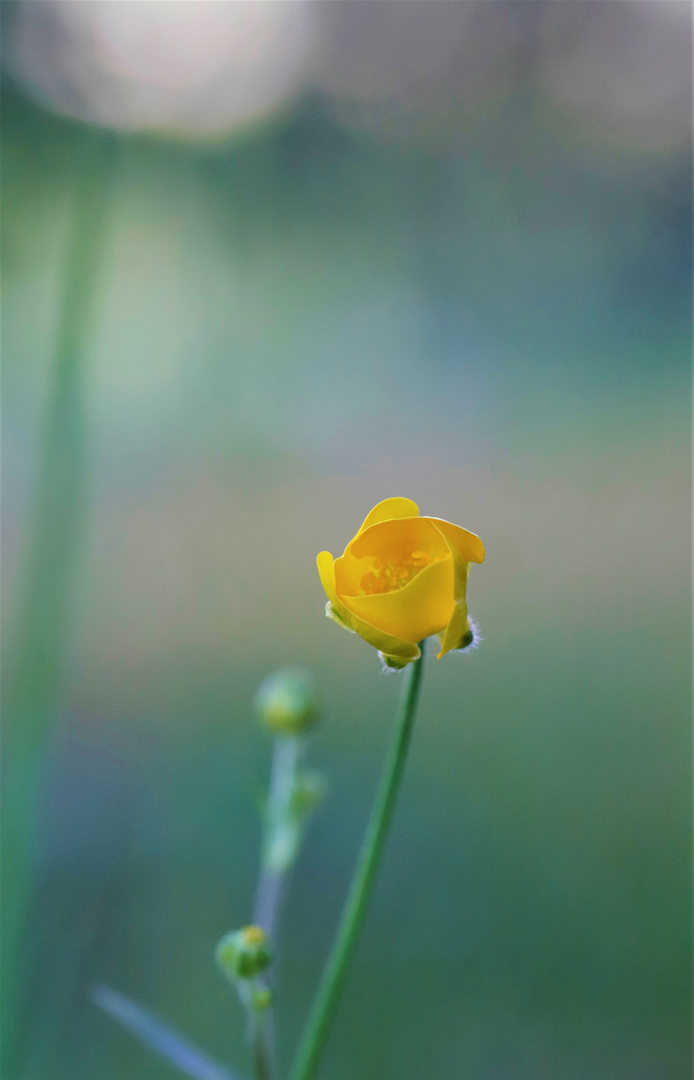 flowers in nature