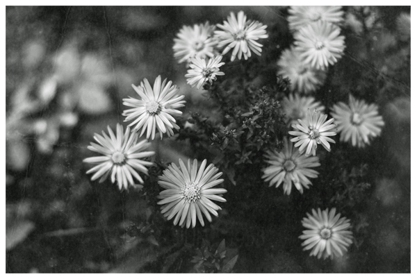 flowers in october