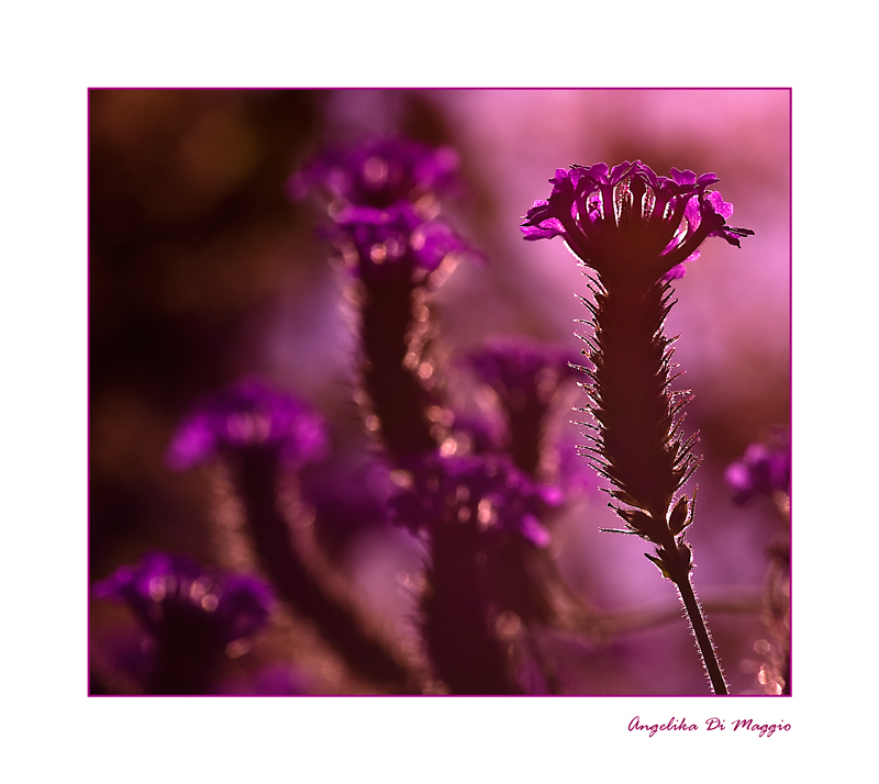 Flowers in Pink