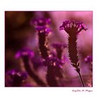 Flowers in Pink