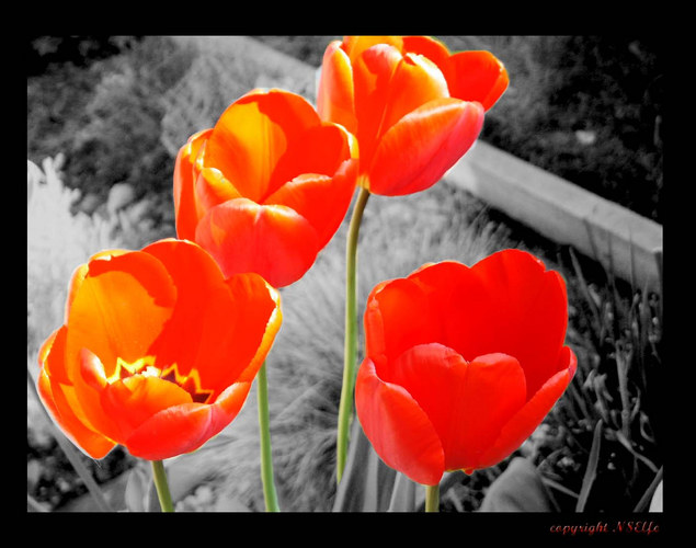 Flowers in red..