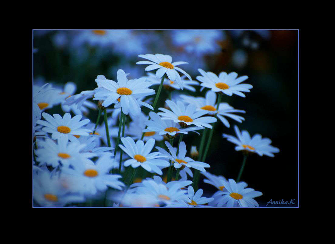 Flowers in summer night