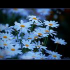 Flowers in summer night