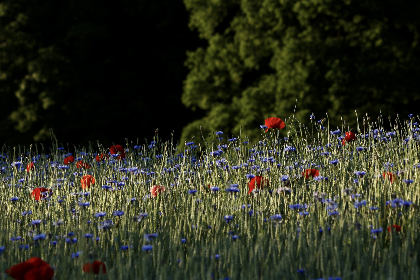 flowers in sunset 