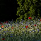 flowers in sunset 