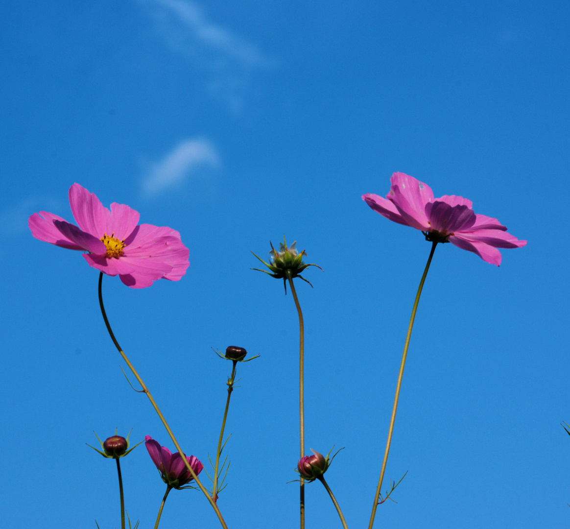 flowers in the air