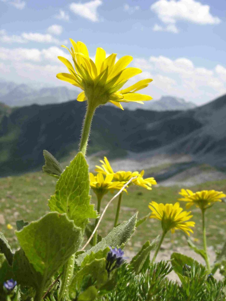 Flowers in the Alps