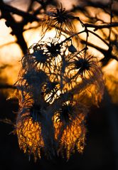 flowers in the back light