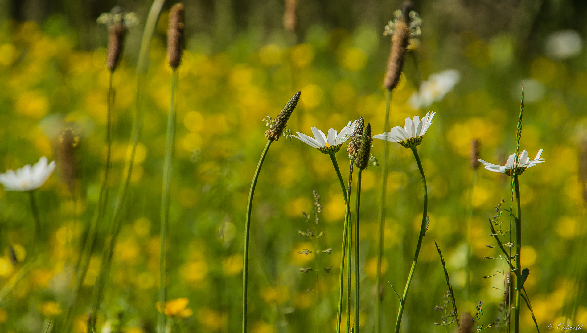 Flowers in the canal embankment.