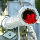 flowers in the cannon