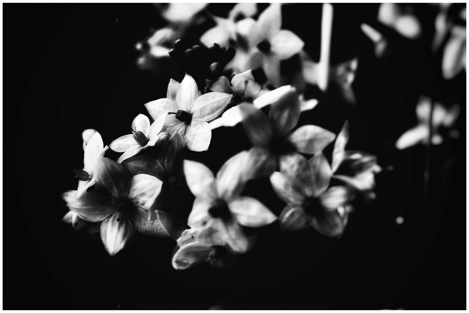 Flowers in the dark Foto & Bild pflanzen, pilze & flechten, blüten