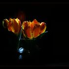 flowers in the dark