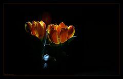 flowers in the dark