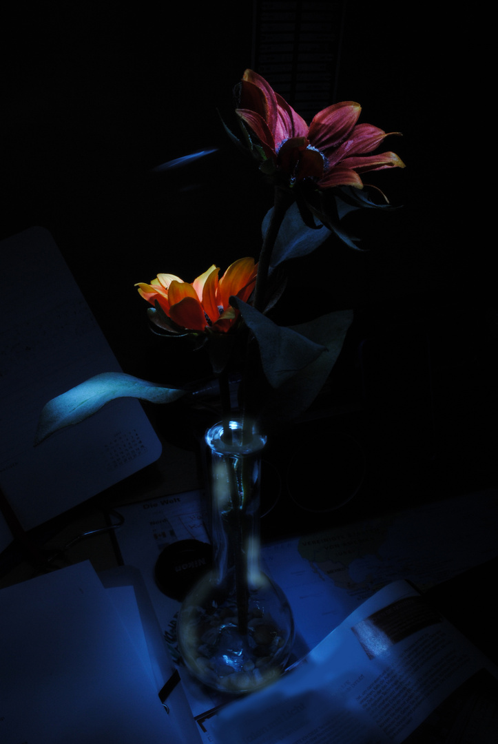 Flowers in the Dark with Light experimet