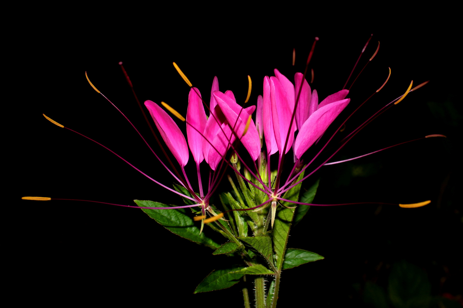 Flowers in the Darkness I Foto & Bild flower, night, sommer Bilder