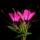 Flowers in the Darkness I