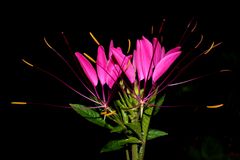 Flowers in the Darkness I