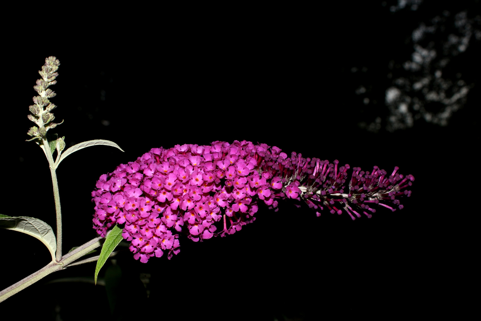 Flowers in the Darkness II