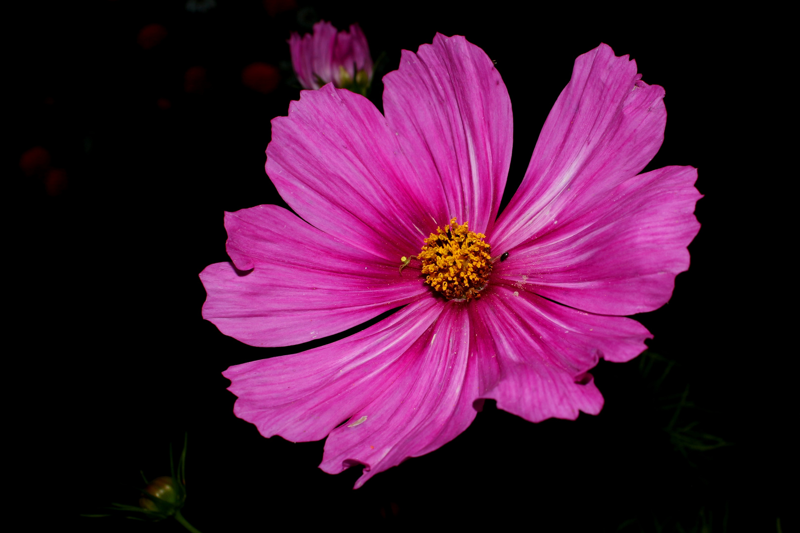 Flowers in the Darkness III Foto & Bild pflanzen, pilze & flechten