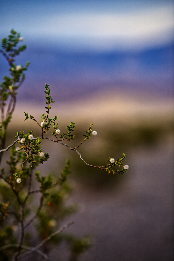 Flowers in the Death Valley