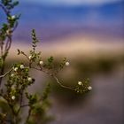 Flowers in the Death Valley