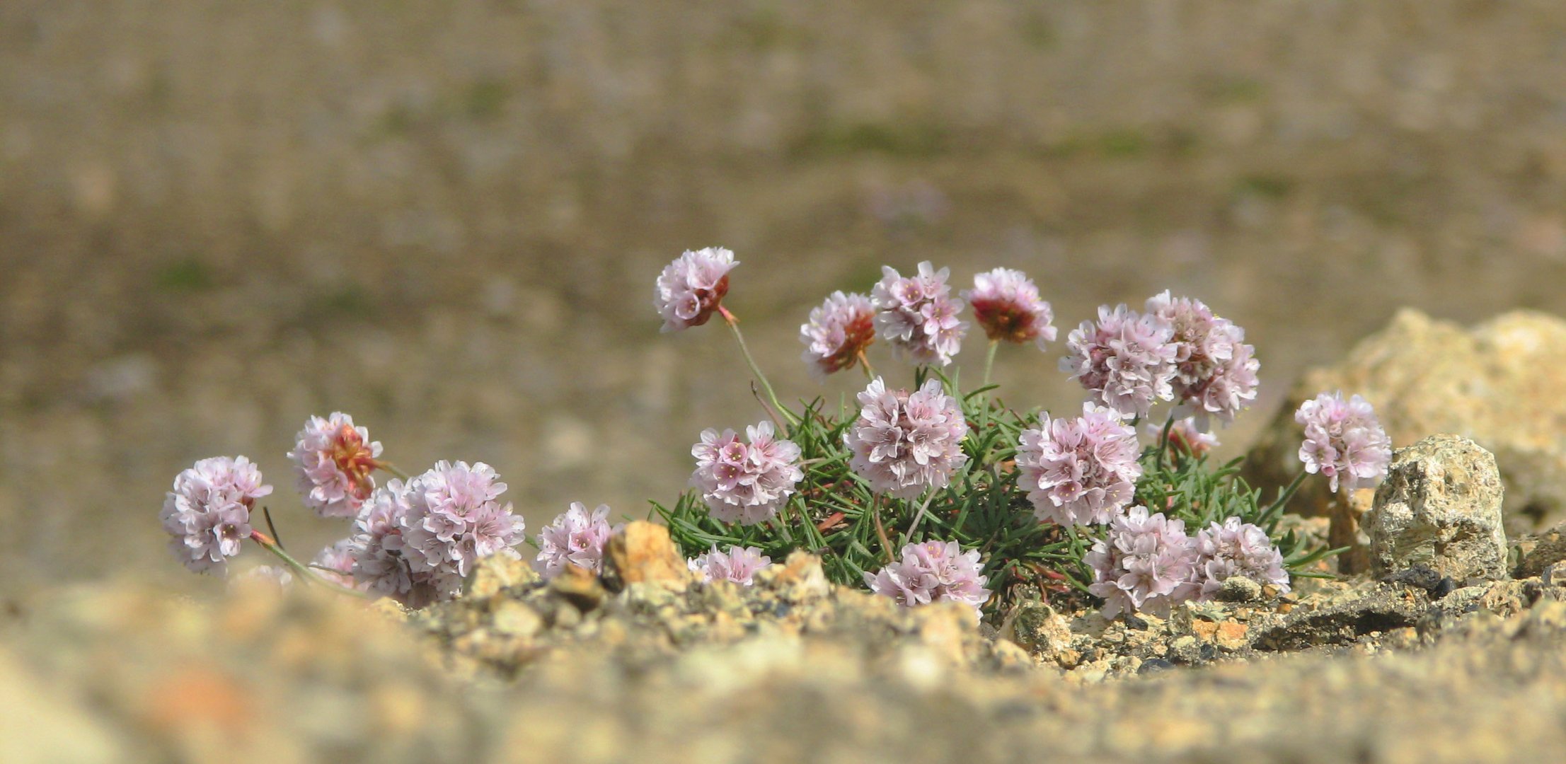 flowers in the desert