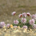 flowers in the desert