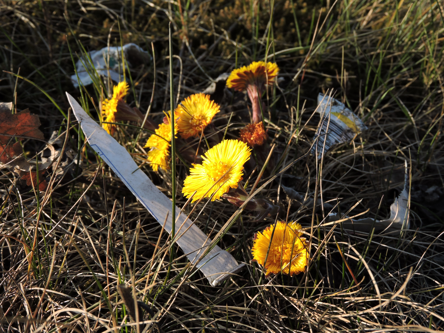 Flowers in the dirt