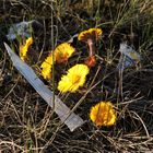 Flowers in the dirt