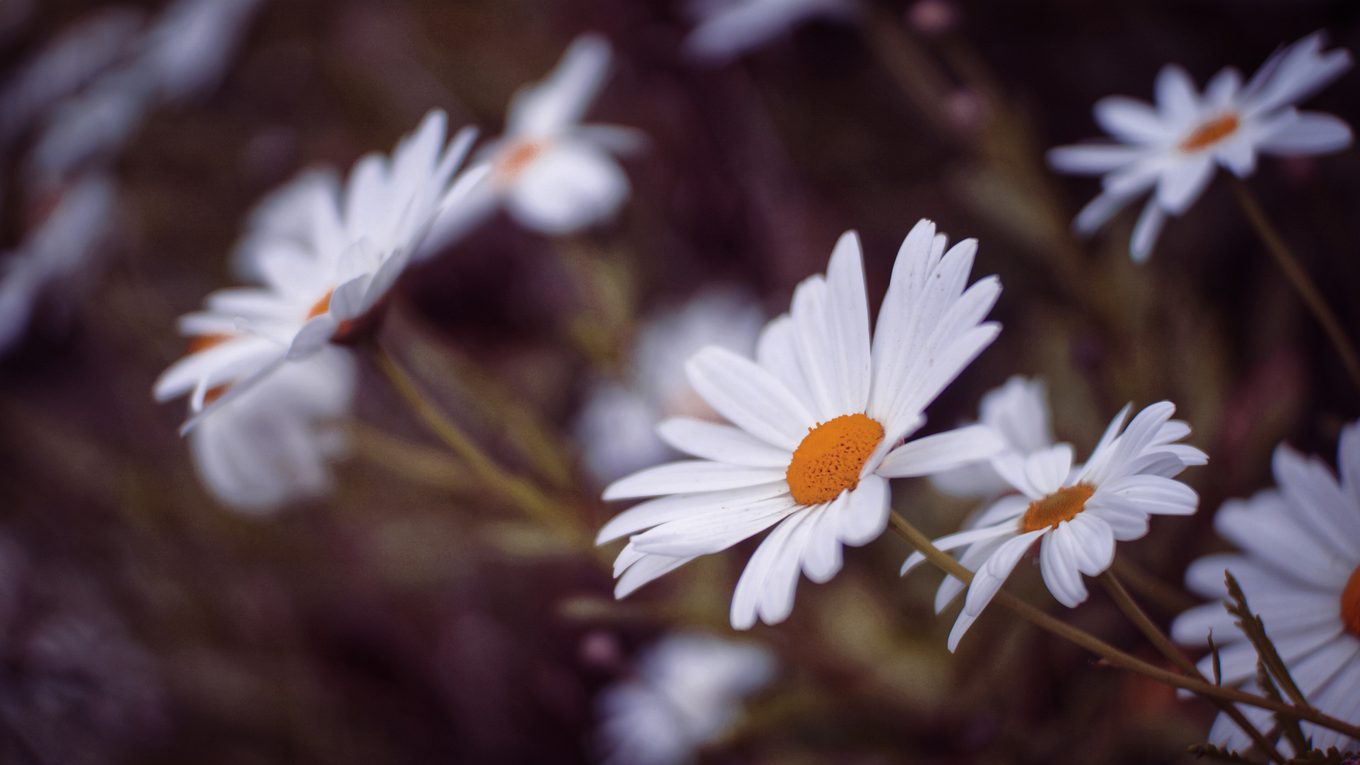 Flowers in the Door