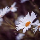 Flowers in the Door