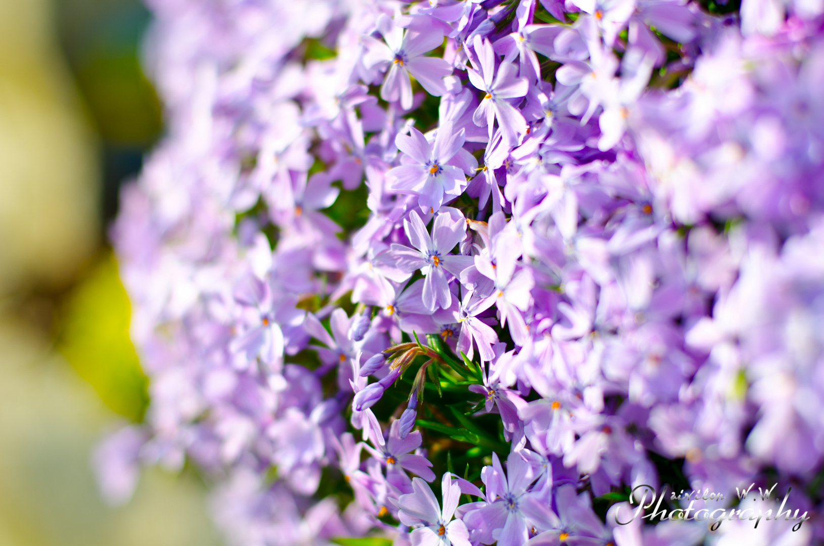 Flowers in the evening Sun