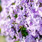 Flowers in the evening Sun