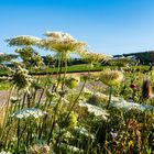 Flowers in the field 1