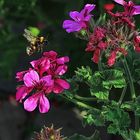 Flowers in the garden