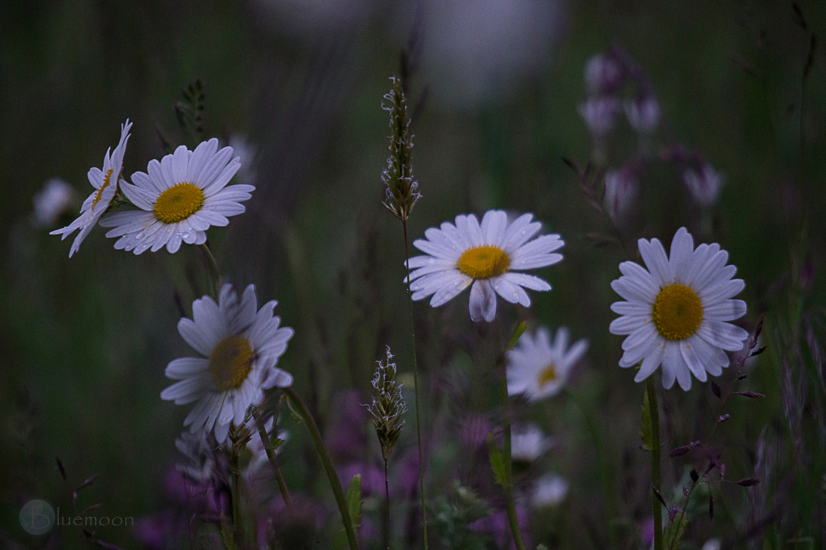  Flowers in the moonlight