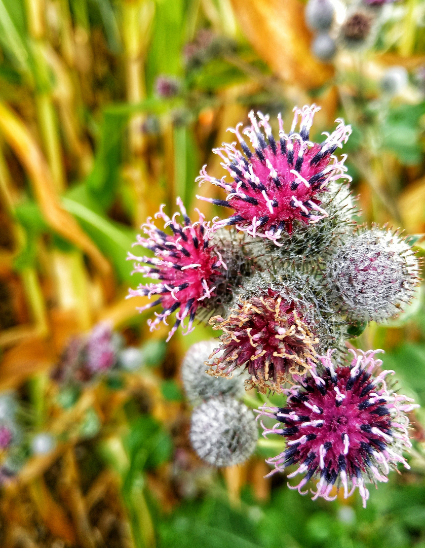 Flowers in the morning in autumn