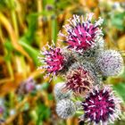 Flowers in the morning in autumn