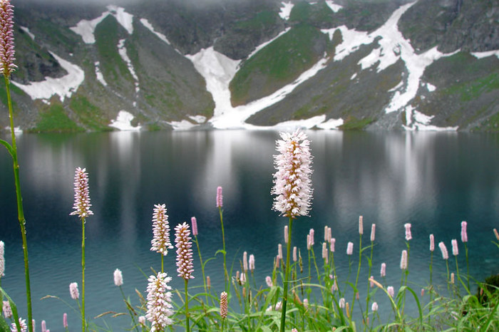 flowers in the mountain