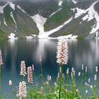 flowers in the mountain