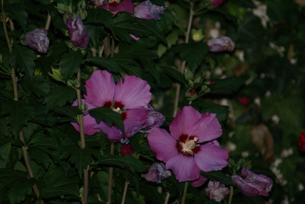 Flowers in the night