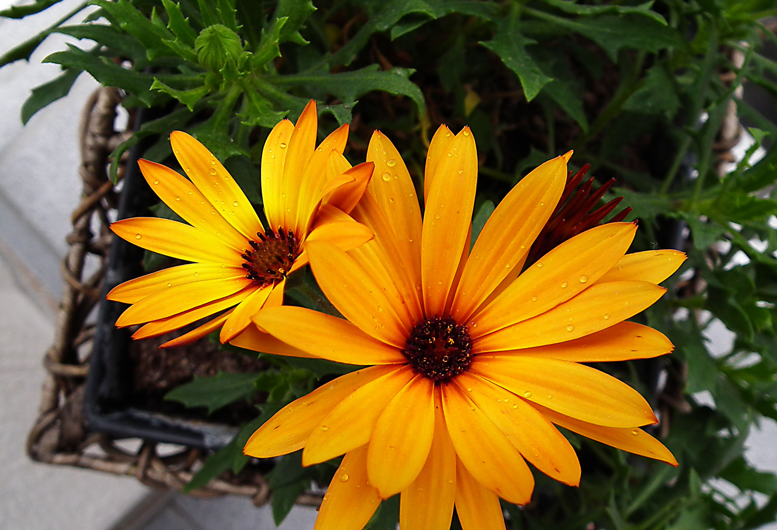 Flowers in the Rain