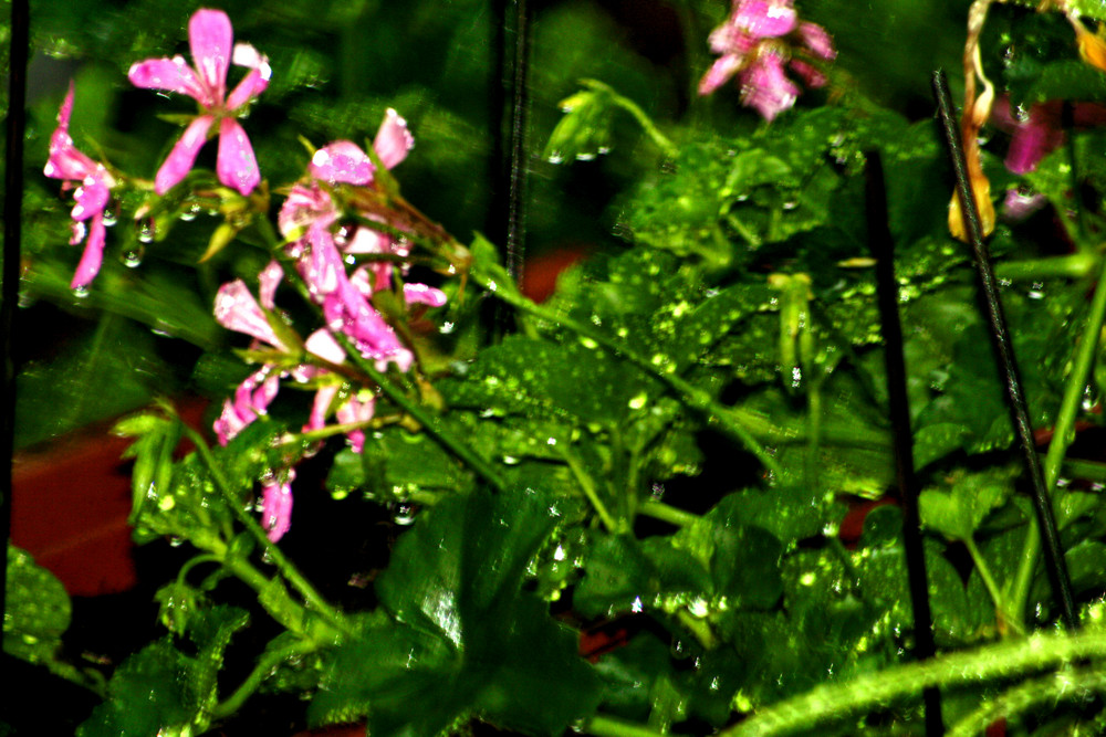 Flowers in the Rain