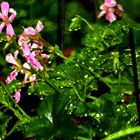 Flowers in the Rain