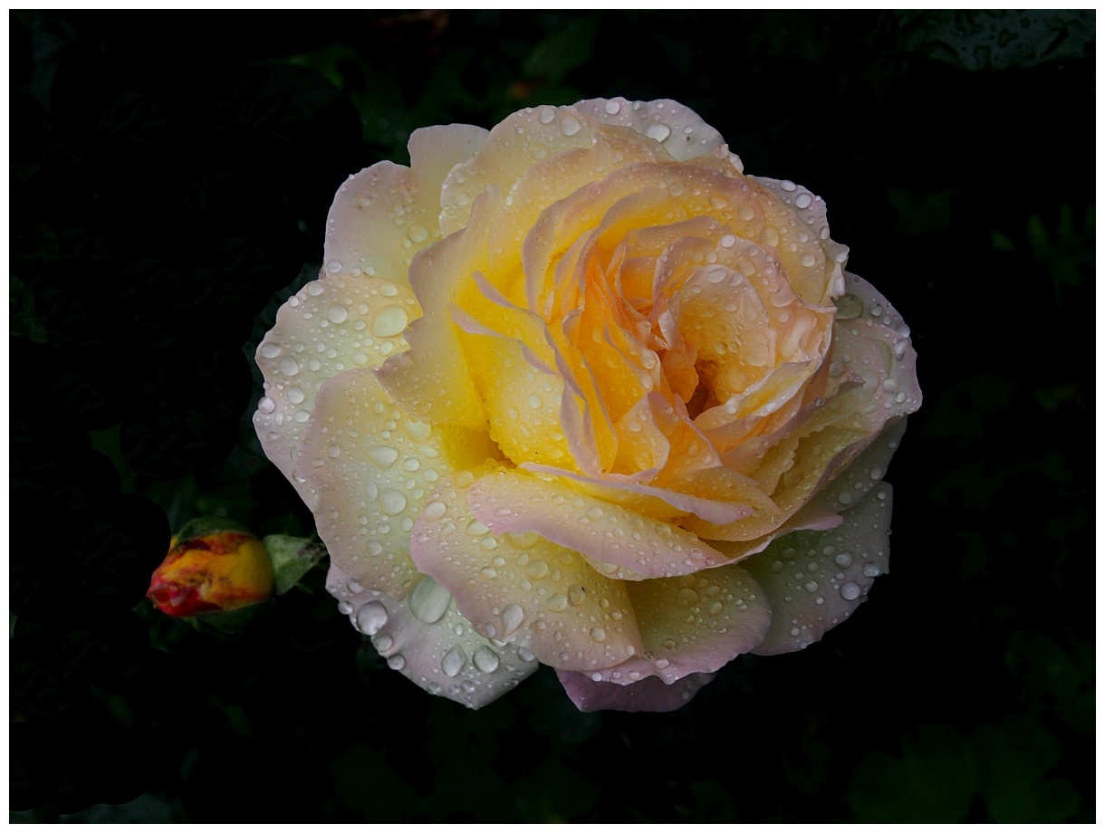 Flowers in the rain