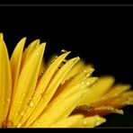 Flowers in the rain