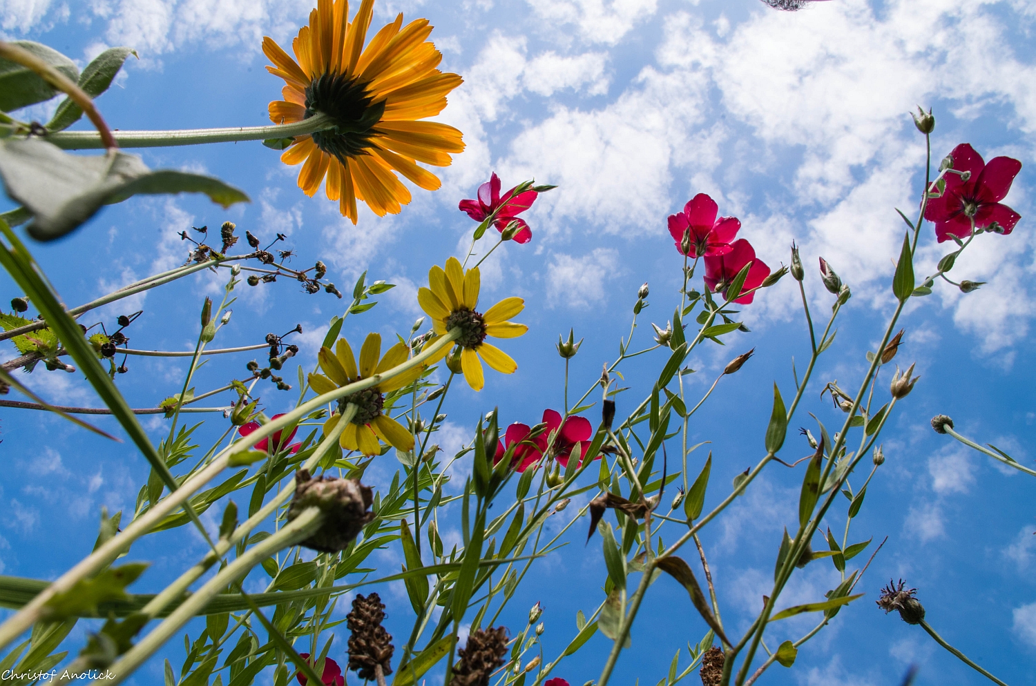 Flowers in the Sky